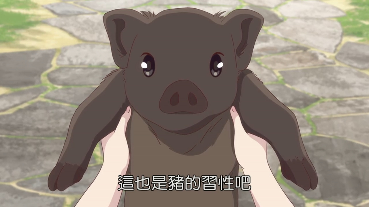 这也是猪的习性吧